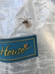 Araneomorphae