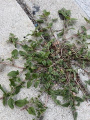 Amaranthus deflexus