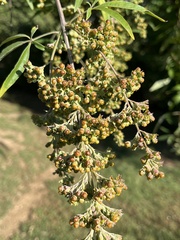 Vitex agnus-castus