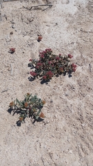 Cistanthe celosioides