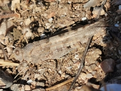 Sphingonotus rubescens