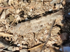 Sphingonotus rubescens
