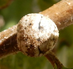 Allokermes galliformis