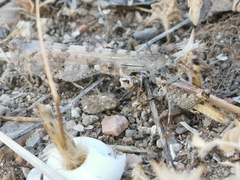 Sphingonotus rubescens