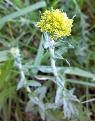 Helichrysum cymosum