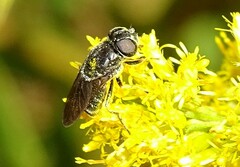 Eristalinae