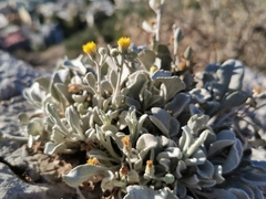 Pentanema verbascifolium