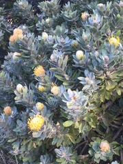 Leucospermum conocarpodendron conocarpodendron