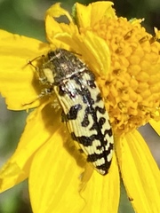 Acmaeodera