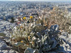 Pentanema verbascifolium