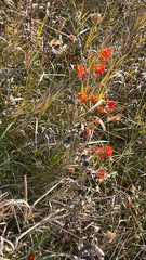 Silene regia