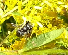 Megachile mendica