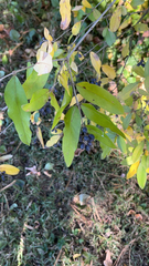 Ligustrum obtusifolium