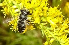 Megachile mendica