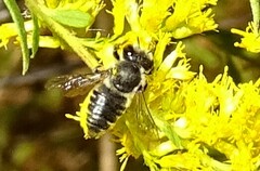 Megachile mendica