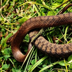 Storeria storerioides