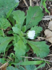 Bellis sylvestris
