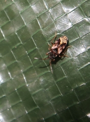 Scolopostethus