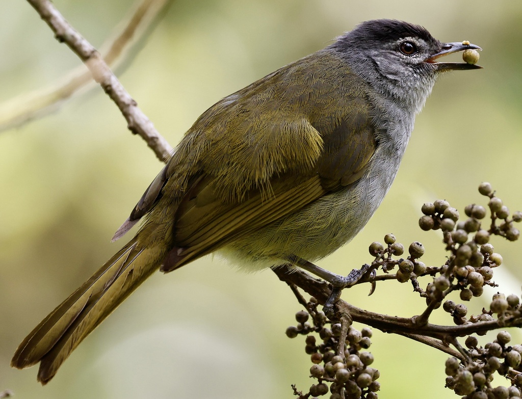 Black-headed Mountain Greenbul photo