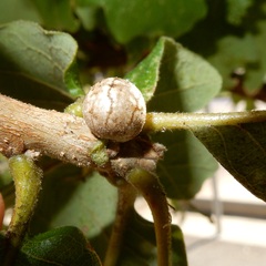 Allokermes galliformis