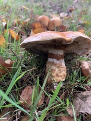Cortinarius pholideus