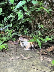 Leptodactylus savagei