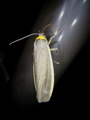 Ghoria collitoides
