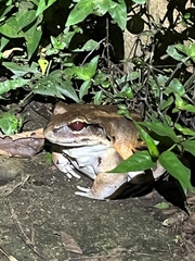 Leptodactylus savagei