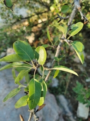 Pyrus spinosa
