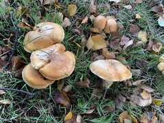 Cortinarius pholideus
