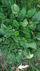 Phytomyza albiceps group