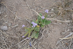 Heliotropium amplexicaule