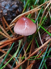 Mycena rosella