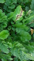 Phytomyza albiceps group