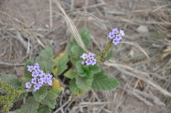 Heliotropium amplexicaule