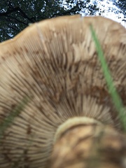 Cortinarius pholideus