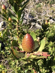 Leucadendron strobilinum