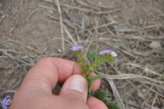 Heliotropium amplexicaule