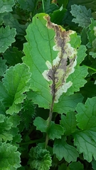 Phytomyza albiceps group