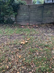Cortinarius pholideus