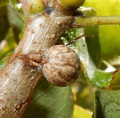 Allokermes galliformis