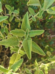 Salvia fruticosa