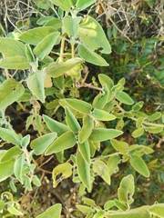 Salvia fruticosa