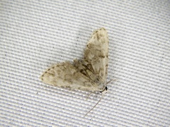 Araeopteron amoena