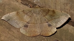 Oxydia vesulia