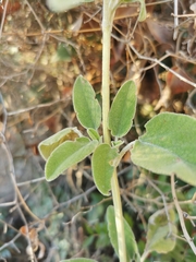 Salvia fruticosa