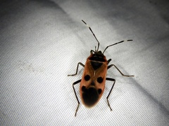 Physopelta parviceps