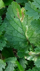 Phytomyza albiceps group