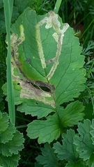 Phytomyza albiceps group