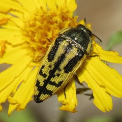 Acmaeodera amplicollis